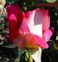 Dr. Carbonaro rose photo