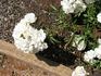 Summer Snow rose photo