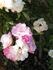 Summer Snow rose photo