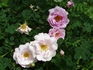 Double Pink rose photo