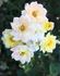 Yellow Hammer rose photo