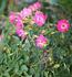 Magic Wand rose photo