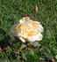 Janet rose photo