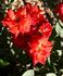 Doris Norman rose photo