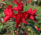 Charlotte Wheatcroft rose photo