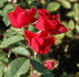 Charlotte Wheatcroft rose photo
