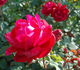 Diplomatka rose photo