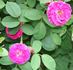 Duchess of York rose photo