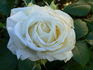 Smooth Snowflake ™ rose photo