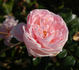 Estima rose photo