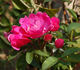 Graf Zeppelin rose photo