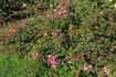 Felicitas ® rose photo