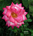 Len Turner rose photo