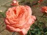 Barunka rose photo