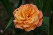 Honolulu rose photo