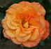 Honolulu rose photo