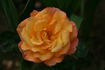 Honolulu rose photo