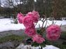 Mörsjaroos rose photo