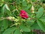 Carlos Red rose photo