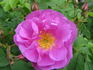 Albertan rose photo
