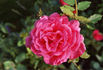 Chatelaine de Lullier rose photo