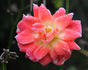 Sunseeker rose photo