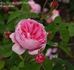 Centfeuilles de Descemet rose photo