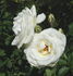 White Spray ® rose photo