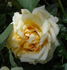 Cannes Festival rose photo