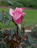 Patio Pearl ™ rose photo