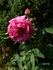 Madame Dubost rose photo