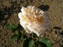 Palacky rose photo
