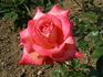 Radka rose photo