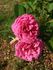 Stratosféra rose photo
