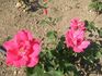 Zorka rose photo