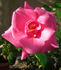 ARMLB2 rose photo