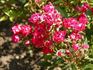 Anicka sport rose photo