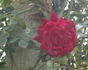 Australian Beauty rose photo