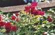 Romeo rose photo