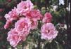 Neige Rose rose photo
