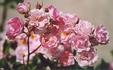 Frau Lina Strassheim rose photo