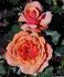 Adagio © rose photo