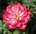 Circus Clown rose photo
