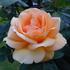 Cannes Festival 83 rose photo