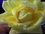 V for Victory rose photo