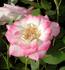 Janna rose photo