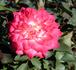 Janna rose photo