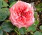 Crown Jewel rose photo