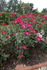 Australian Sunrise rose photo