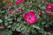 Australian Sunrise rose photo